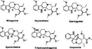 All Kratom's primary alkaloids.