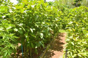 kratom leaves on a farm in thailand