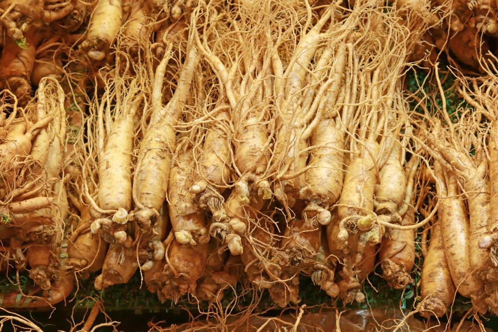 Ginseng Roots pre processed