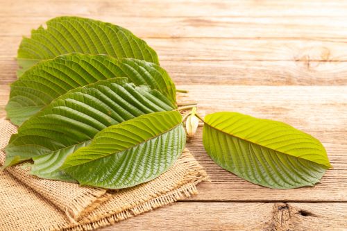 Kratom leaves laid out on wooden table