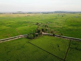 field in malaysia