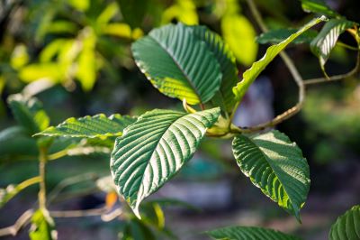 close up of a kratom leaf