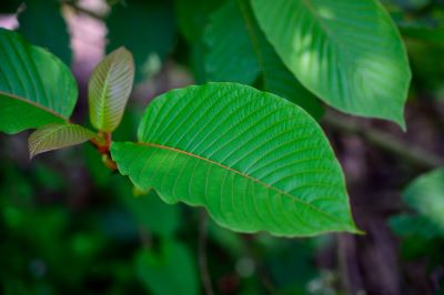 bright kratom leaf close up