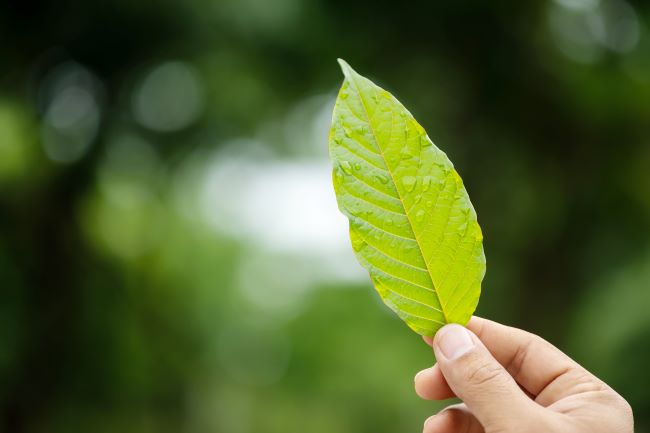 Close up view of a kratom leaf