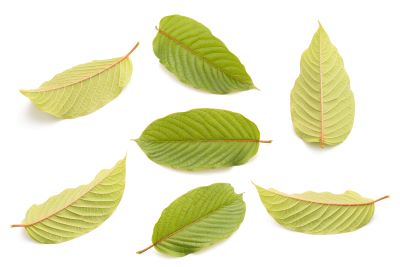 7 kratom leaves laid out on white background to compare 
