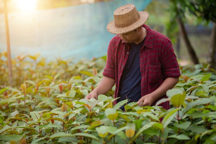 man working on kratom farm