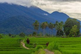 Field in Borneo Indonesia