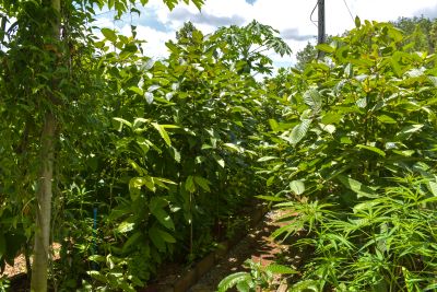 kratom farm in indonsia