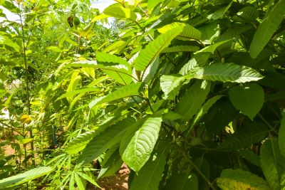 kratom farm in thailand