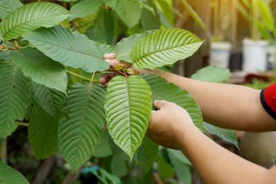 man opening kratom leaf showcasing its stem and veins