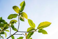 Close up of kratom leaves in the sun