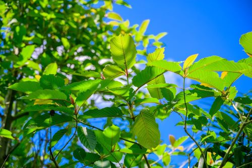 Kratom growing in the southeast Asian sun