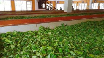 Kratom leaves being harvested on a conveyer