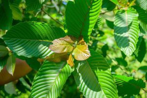 Kratom tree with green and red leaves