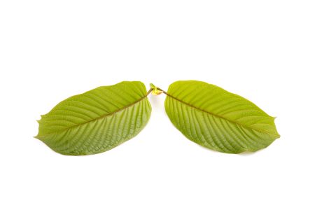 kratom leaves open showing stem and vein on white background