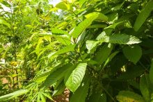 close up of growing kratom trees in thailand