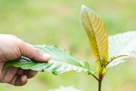 kratom leaf being held in hand of farmer