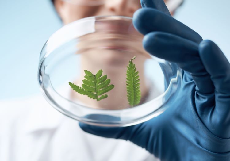 Scientist examining leaf