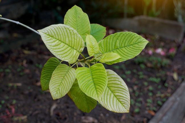 small growing kratom tree