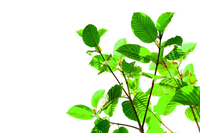 ai generated image of a kratom tree on a white background