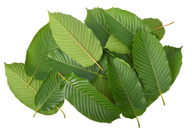 AI generated image of kratom leaves