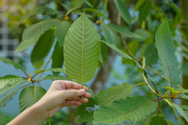 Person holding up a large kratom leaf next to a growing tree.