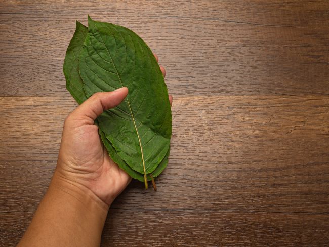 Person holding large kratom leaves next to a wooden table for context of the large size