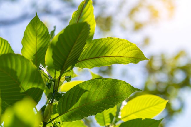 kratom tree growing in the sun and shade
