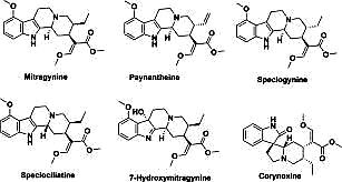 All Kratom's primary alkaloids.