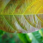 Kratom Leaf close up