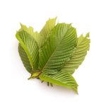 Kratom leaves in a bundle