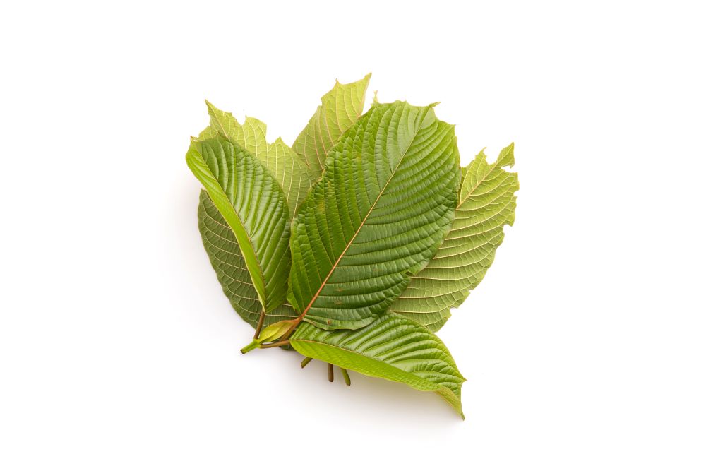 Kratom leaves in a bundle