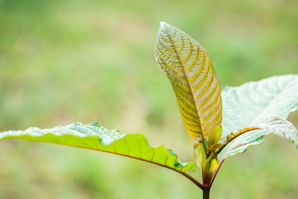 Kratom Leaf growing in a field.