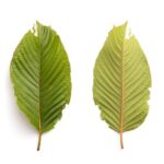 2 side by side kratom leaves showcasing front and back of the leaf