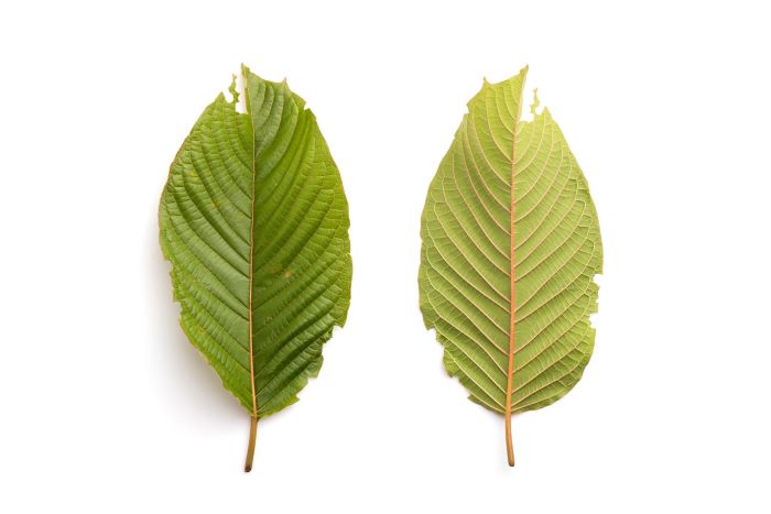 2 side by side kratom leaves showcasing front and back of the leaf