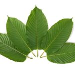 Layout of 5 Kratom leaves