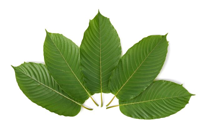 Layout of 5 Kratom leaves