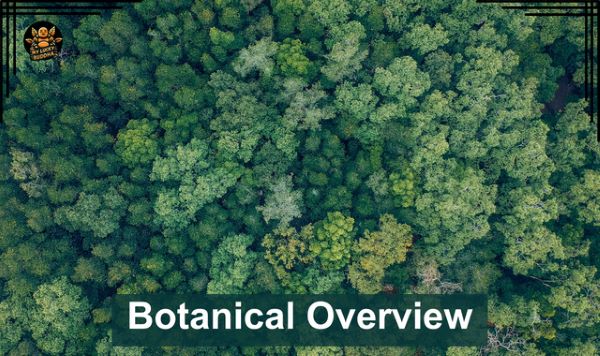 Botanical overview of kratom leaves and tree