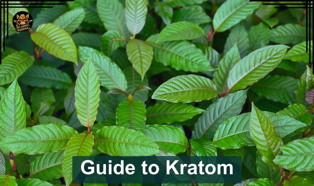 overview of kratom bush