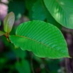 bright kratom leaf close up