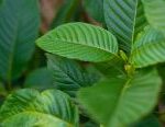 Close up shot of a kratom tree showcasing the leaves and veins