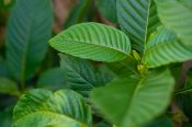 Close up shot of a kratom tree showcasing the leaves and veins