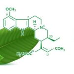 fresh kratom leaf with the chemical compound of kratom alkaloid outlining the leaf.