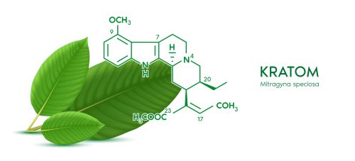 fresh kratom leaf with the chemical compound of kratom alkaloid outlining the leaf.