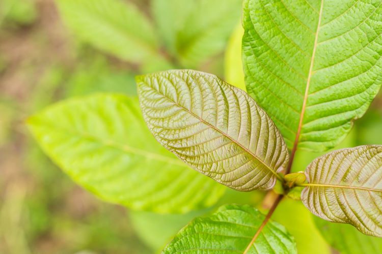 Kratom growing in a blurred field