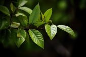 kratom tree showcasing leaves with a black background