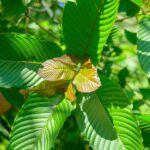 ariel view of a kratom tree