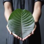 Man holding large leaf the size of his hands or larger