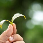 holding fresh small kratom leaf in hand between fingers