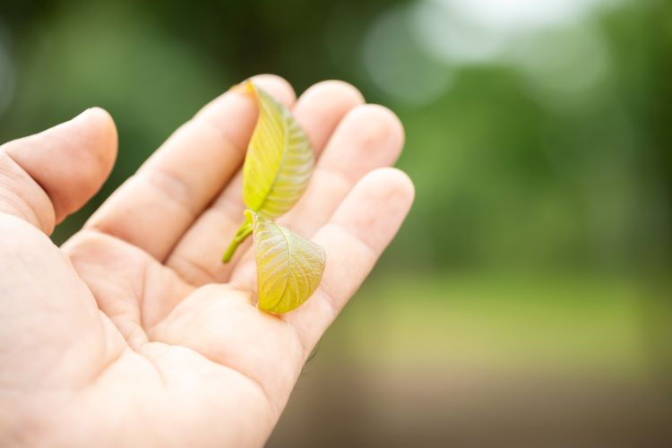 holding small kratom leaf in palm of hand